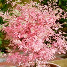 Acer palmatum Taylor -