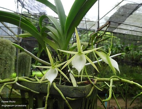 Rare angraecum praestans - rare,