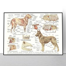 Muscles & Organs of the Dog