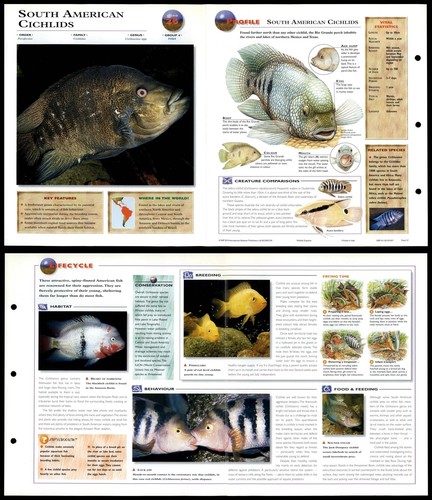 South american cichlids 26 - american,