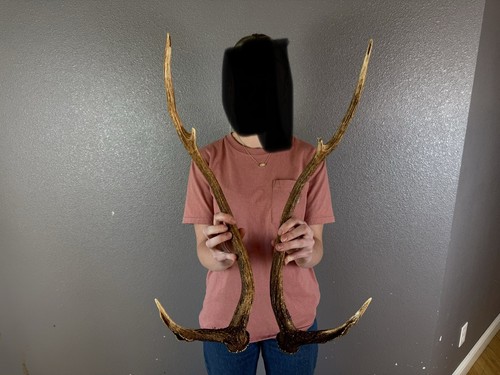 Matched set axis deer antlers - matched,