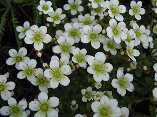 Saxifraga alba white - saxifraga, 'alba