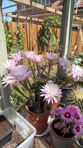 Echinopsis hybrid large flower - echinopsis,