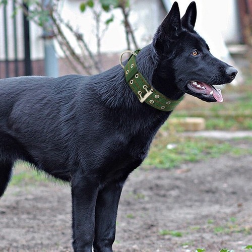 Large breed nylon heavy duty - large,