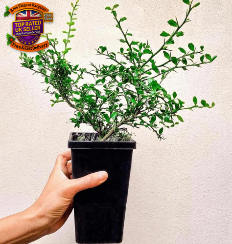 Citrus australasica tree - australasica,