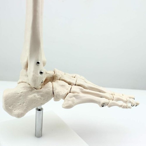 Human foot and ankle - human, model
