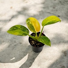 Philodendron Red Congo