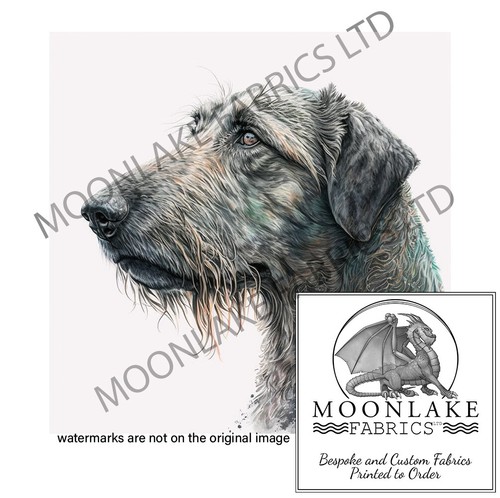 Irish wolfhound looking - looking, left