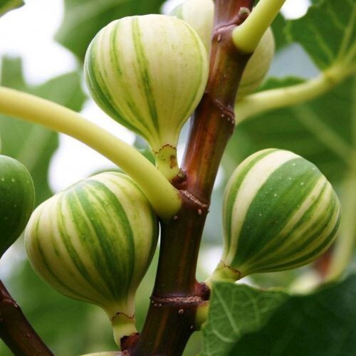 Panache tiger fig tree ficus - tree,