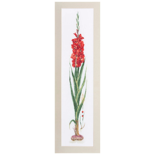 Thea gouverneur gladioli red - thea,