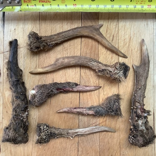 Deer antlers roe buck arts - antlers, x