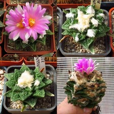 Ariocarpus hin. mix 10seeds