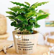 COFFEE PLANT - 10 SEEDS - Grow