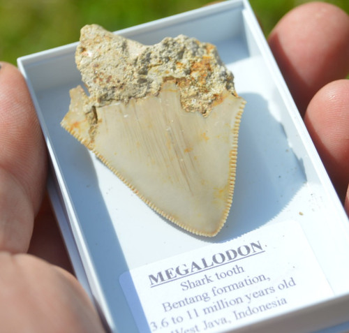 B62 wow genuine - wow,, megalodon