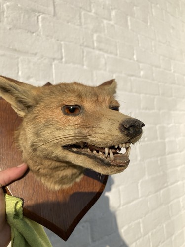 Red fox taxidermy head - red, mounted