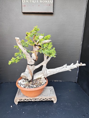 Tanuki needle juniper bonsai - juniper,