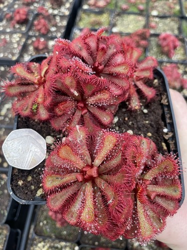 Drosera slackii medium size - slackii,,