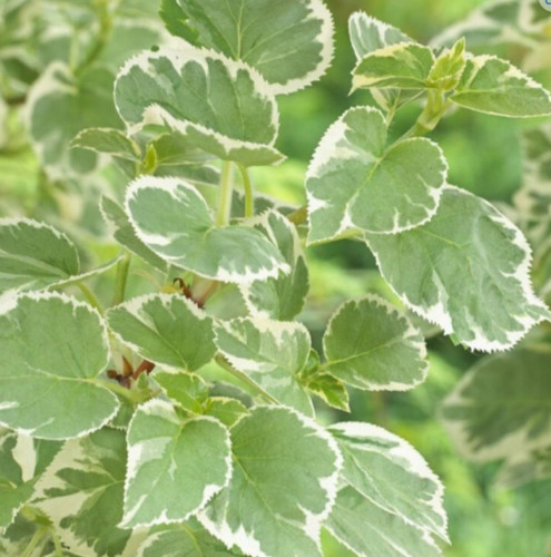 Climbing hydrangea petiolaris - climbing,