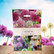 🌈🌿5 Allium – Sensation Mixed – Premium Quality Spring Flower Bulbs