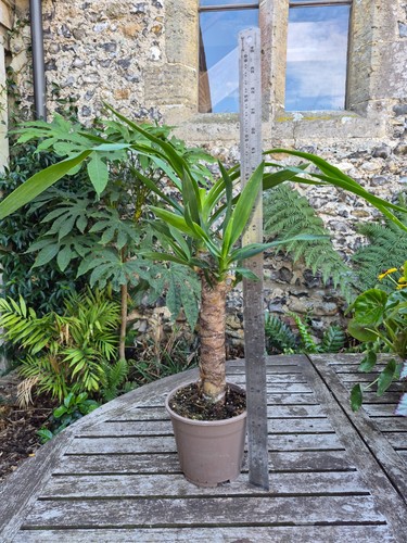 Spineless yucca gigantea - spineless,