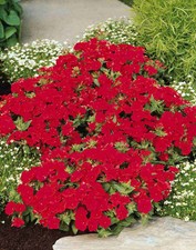 FLOWER PHLOX SCARLET BEAUTY 4,000 SEEDS BULK / TRADE