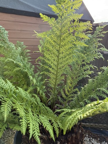 Multihead treefern re - multihead, da