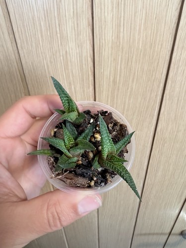 Haworthia limifolia succulent - haworthia,