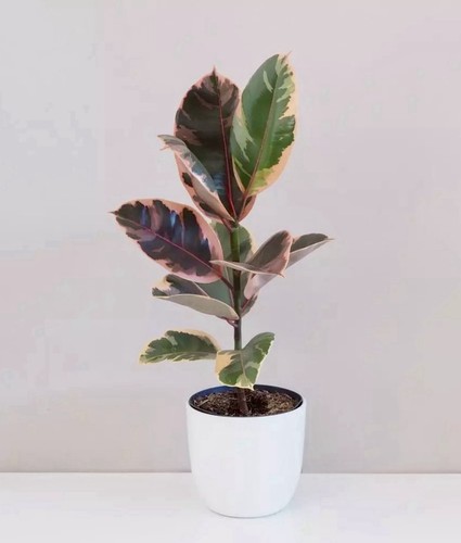 Ficus elastica belize 17cm - 17cm, pot