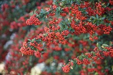 Pyracantha Red Column