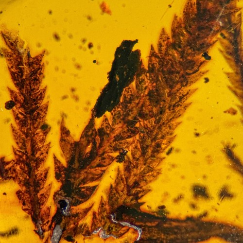 Stunning leaves inclusion - stunning, in