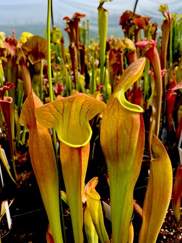 Sarracenia norman parker - norman, x