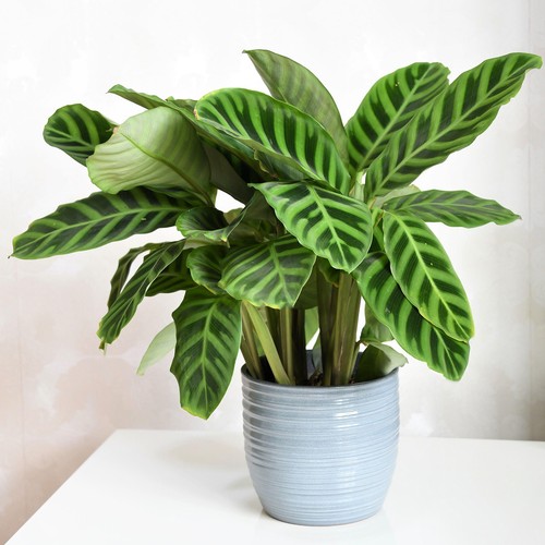 Calathea zebrina large - calathea,