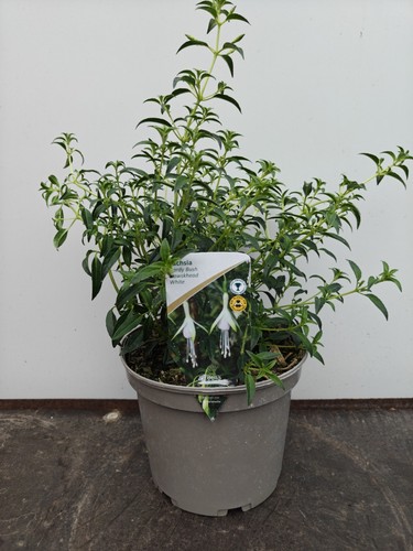 Hawskhead white hardy - 3l,