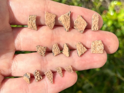 Theropod dinosaur eggshell - theropod,