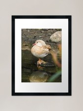 White Mandarin Duck Framed Art