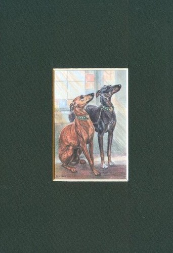 Whippet custom matted dog - matted,
