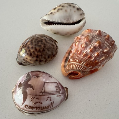 Vintage cowrie shell carved - vintage,