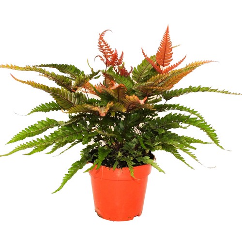 Pteris tricolor painted brake - pteris,