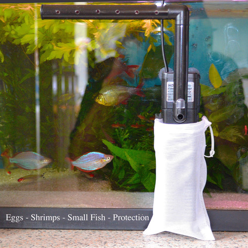 Stop loosing shrimps fish - loosing, shrimps-fish-