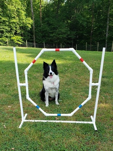 Dog agility equipment octagon - agility, equipment-octagon
