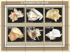 (206296) Shells, Mozambique