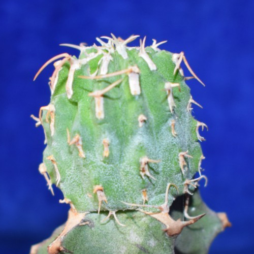 Euphorbia columnaris plant - euphorbia,