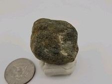 Real Permineralized Dinosaur