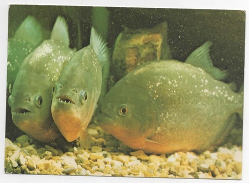 Piranha fish underwater world - fish,