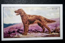 RED SETTER   Vintage  1930's Illustrated Colour Card