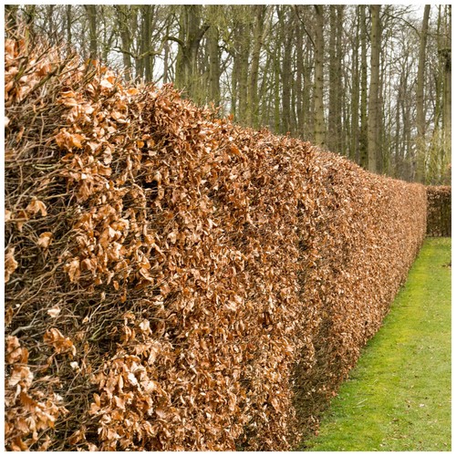 Green beech hedging - green,