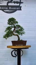 Bonsai Work Table (made to