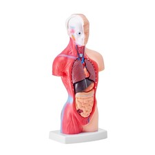 Human Body Model, 11in, Human Torso Anatomy Model Anatomical Skeleton Model 