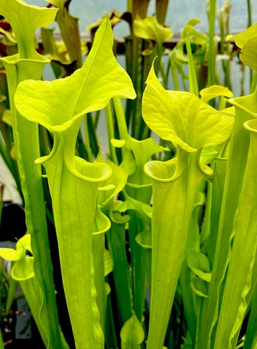 Sarracenia flava shallotte - sarracenia,