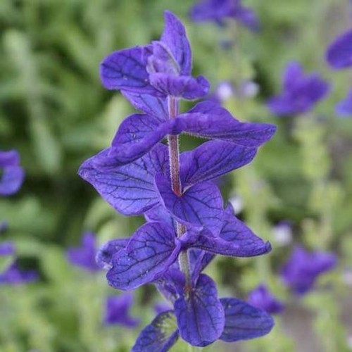 Clary sage blue monday salvia - monday,